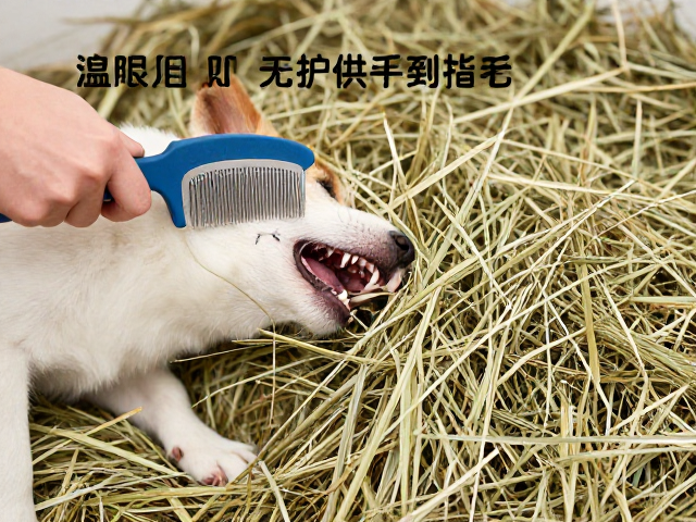宠物牙齿咬合观察，无限干草供给与梳毛技巧指南