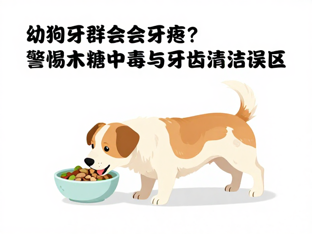 幼犬喂食会牙疼?警惕木糖醇中毒与牙齿清洁误区