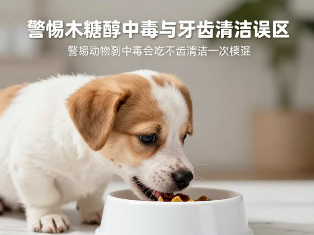 幼犬喂食会牙疼?警惕木糖醇中毒与牙齿清洁误区