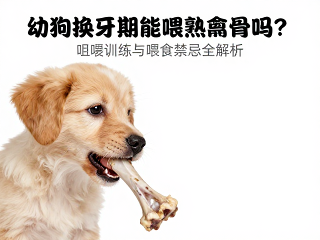幼犬换牙期能喂熟禽骨吗?咀嚼训练与喂食禁忌全解析