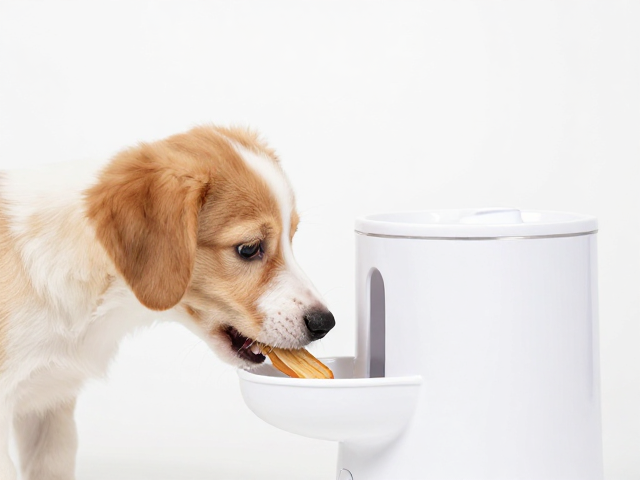 幼犬换牙期喂食与饮水，饮水机选购指南及咀嚼训练法