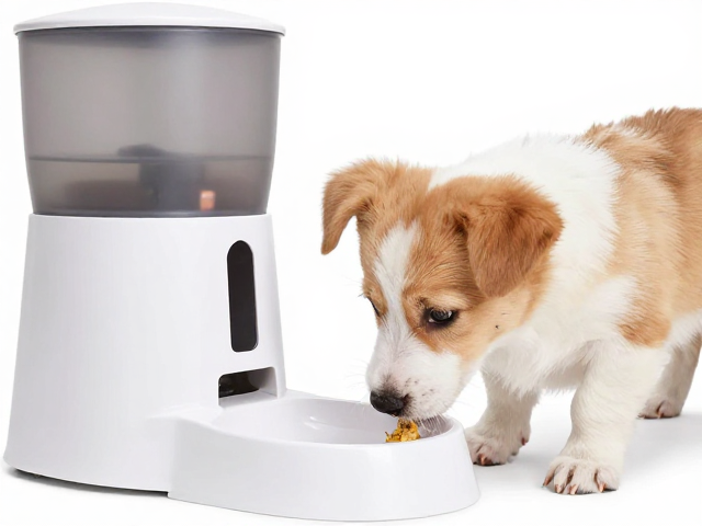 幼犬喂食用自动喂食器?观察尿液颜色辨健康,新手必看指南