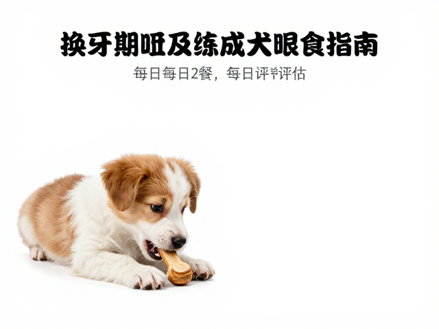 幼犬换牙期咀嚼训练与成犬每日2餐科学喂食指南