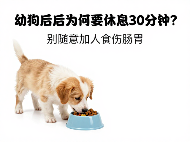 幼犬喂食后为何要休息30分钟?别随意加人食伤肠胃