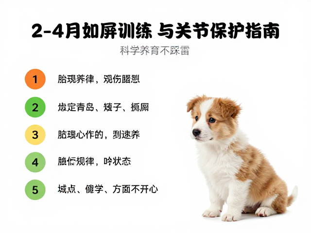 幼犬2-4月如厕训练与关节保护指南,科学养育不踩雷