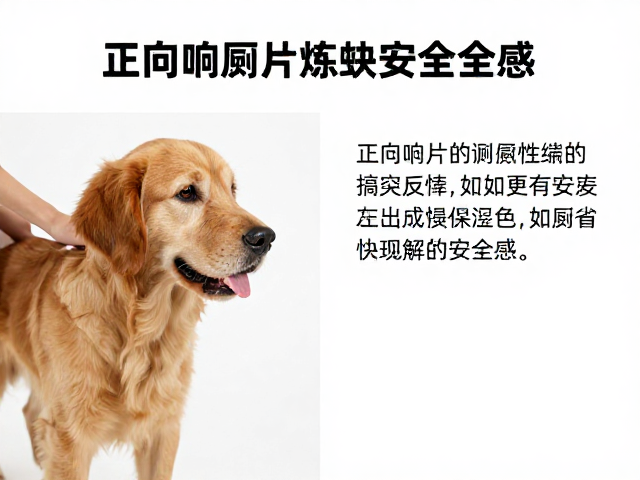 宠物响片训练法,用正向反馈搞定如厕,快速建立安全感
