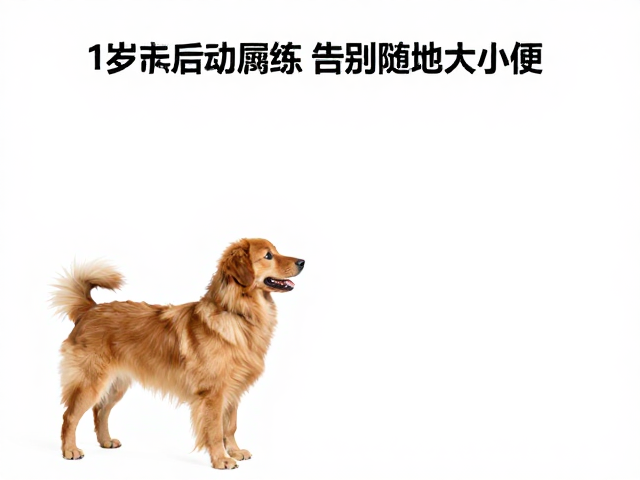 1岁后狗狗如厕训练,人狗互动指南,告别随地大小便