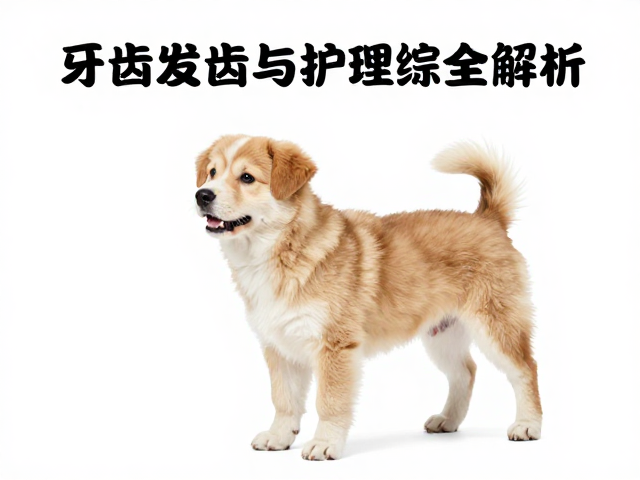 如厕训练转身忽略,牙齿健康影响衔取?幼犬行为与护理全解析