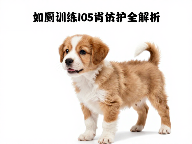 如厕训练转身忽略,牙齿健康影响衔取?幼犬行为与护理全解析
