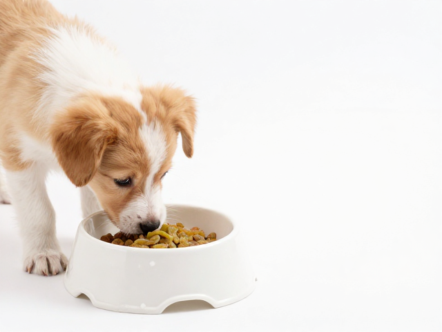 幼犬喂食防打翻食盆怎么选？葡萄与葡萄干对狗狗有多危险？