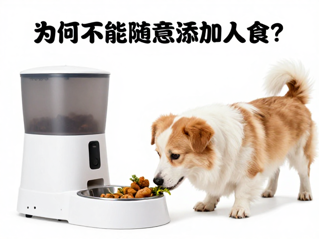 幼犬喂食误区,为何不能随意添加人食?自动喂食器是否靠谱?