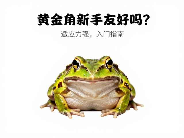 黄金角蛙新手友好吗?适应力强好养,饲养入门指南