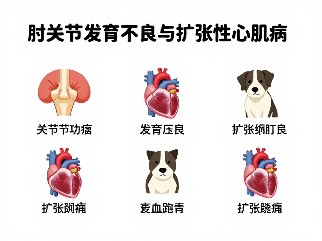 髋关节问题、肘关节发育不良与扩张性心肌病,宠物三大顽疾科普与防治指南