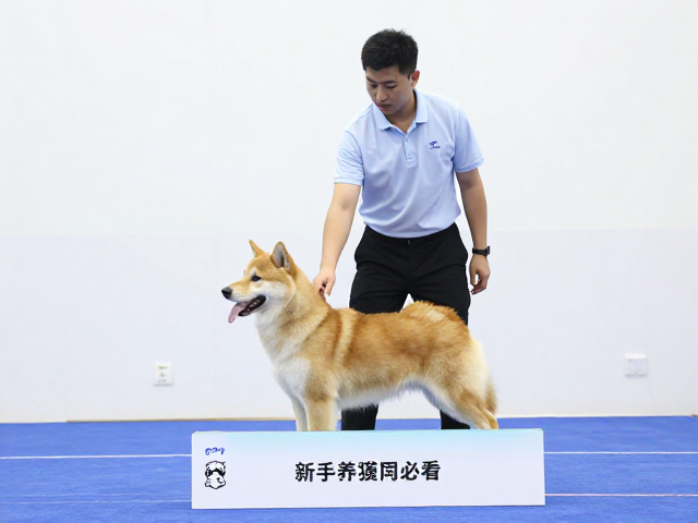 新手养狗必看,如何选犬种并备战犬展,零基础也能成专家