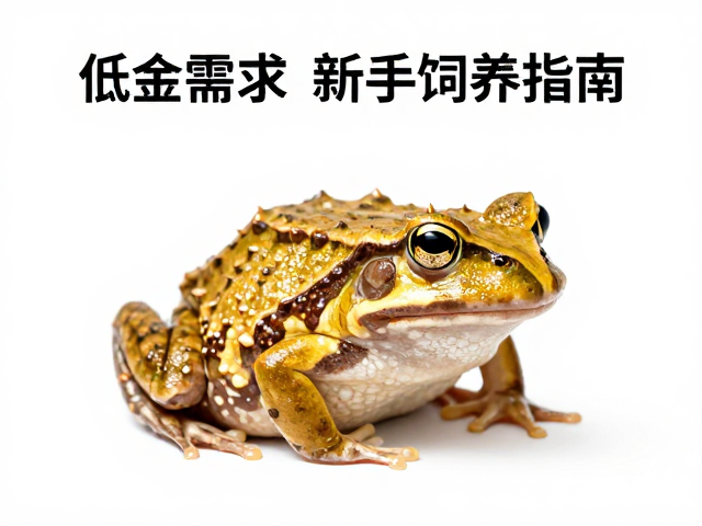 黄金角蛙白色趾垫特征,低维护需求新手饲养指南