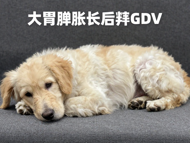 犬胃扩张扭转GDV与髋关节护理,适量运动与休息指南