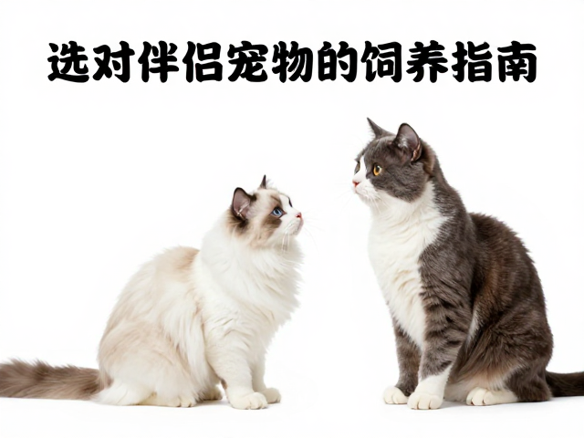 高互动宠物推荐,紧跟流行趋势,选对伴侣宠物的饲养指南