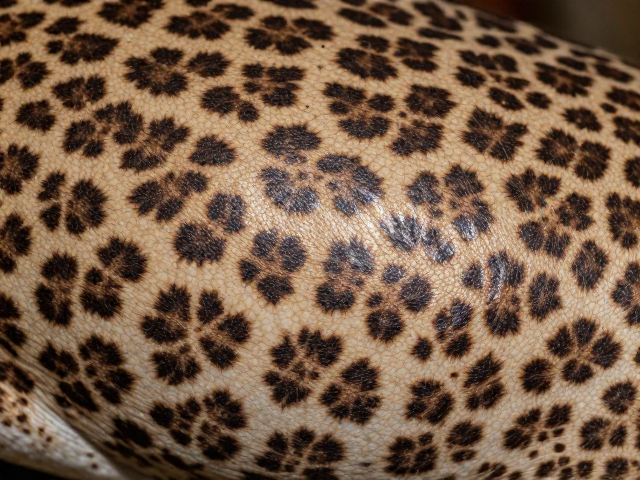 体表斑纹与背部颗粒状突起解析,揭秘动物皮肤光泽的奥秘