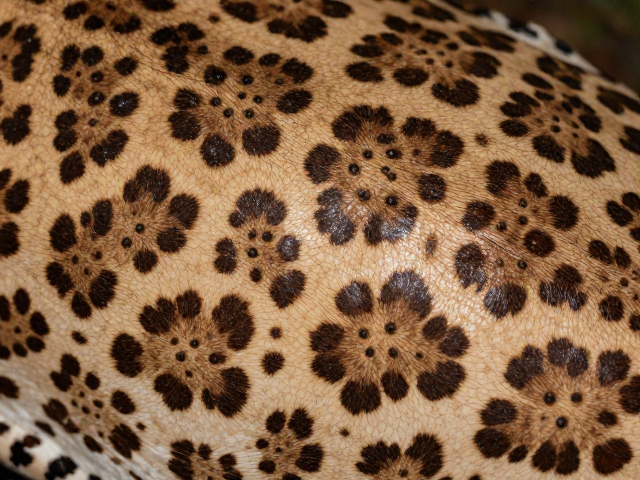 体表斑纹与背部颗粒状突起解析,揭秘动物皮肤光泽的奥秘