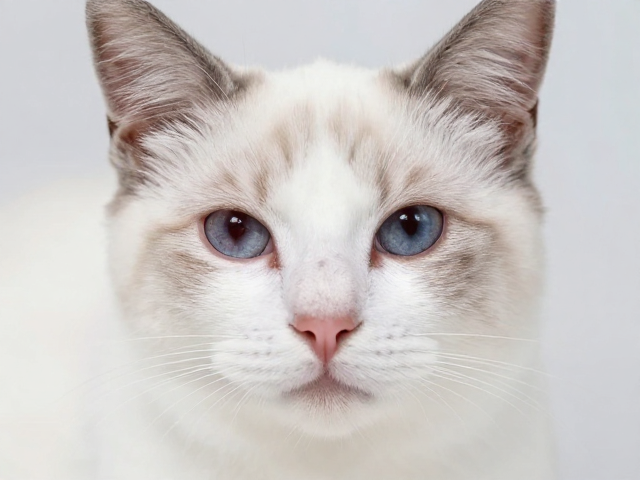 猫咪眼部感染?体色纯度会受影响吗?专业兽医在线解答