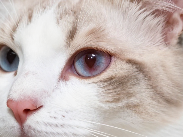 猫咪眼部感染?体色纯度会受影响吗?专业兽医在线解答