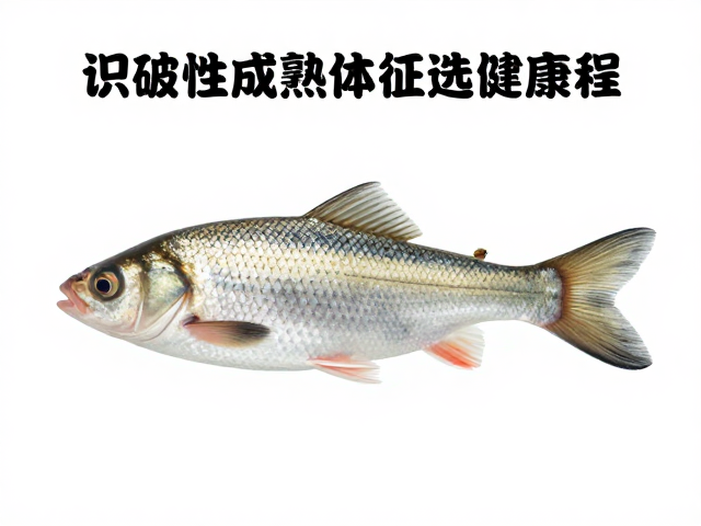 体色纯度与检疫证明关键,识破性成熟体征选健康鱼