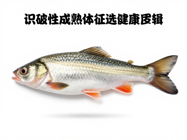 体色纯度与检疫证明关键,识破性成熟体征选健康鱼