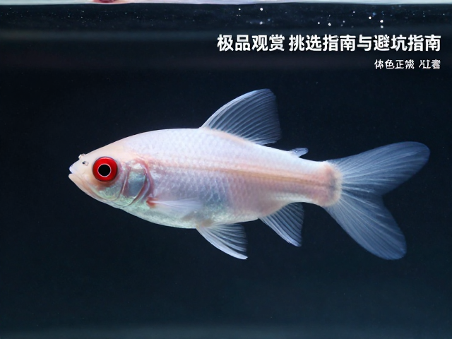 体色纯正红眼无拒食,极品观赏鱼挑选指南与避坑指南