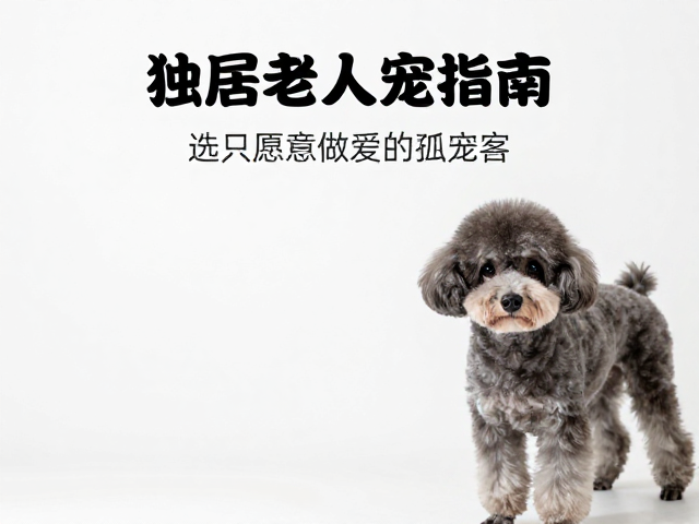 独居老人养宠指南,选只愿意做美容的宠物,缓解孤独感