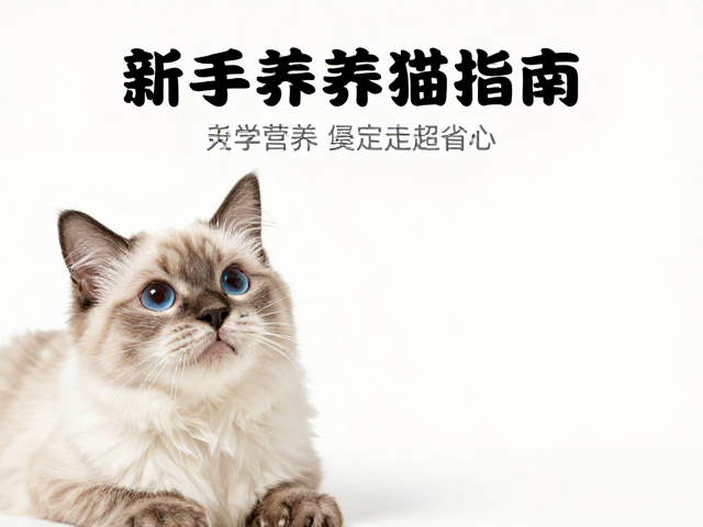 新手养猫指南,打造温馨家庭,选对猫,定期美容超省心