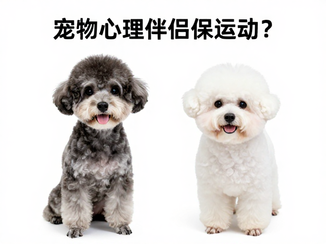 宠物美容需伴侣陪同运动?揭秘愿意做定期护理的高粘人宠物