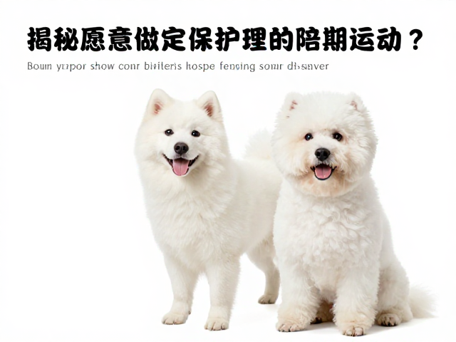 宠物美容需伴侣陪同运动?揭秘愿意做定期护理的高粘人宠物