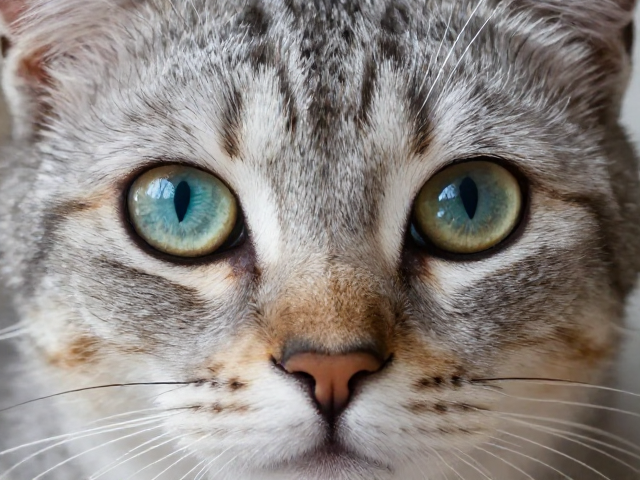猫眼光泽度与体色纯度，揭秘高敏捷猫咪的健康秘密