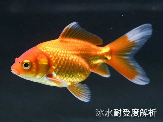 金鱼体色纯度与水质耐受度解析，如何识别老化痕迹？