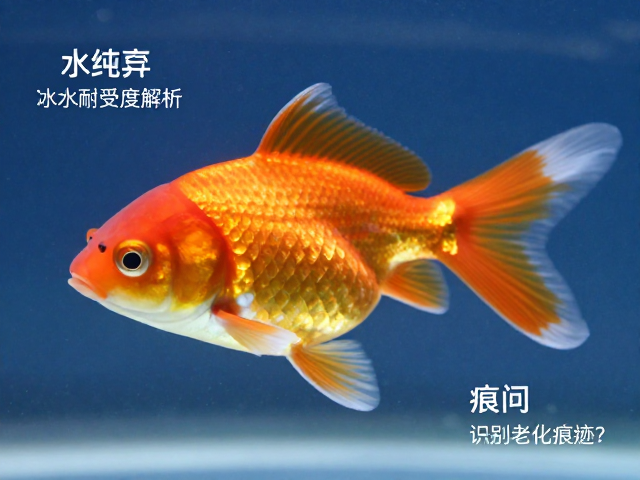 金鱼体色纯度与水质耐受度解析，如何识别老化痕迹？