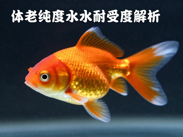 金鱼体色纯度与水质耐受度解析，如何识别老化痕迹？