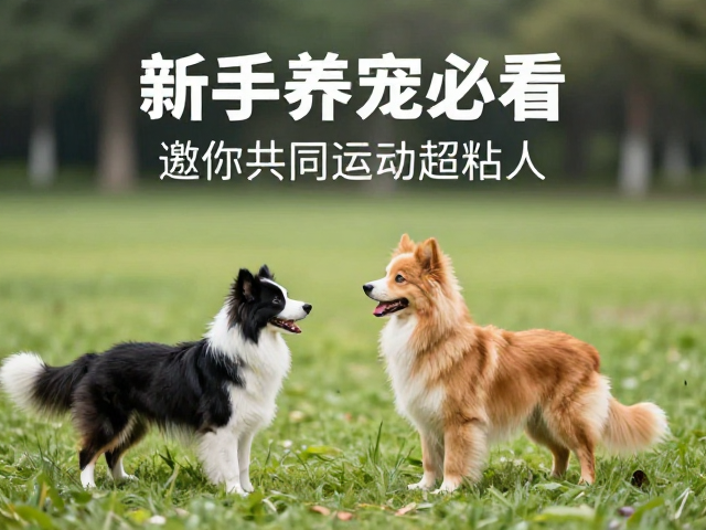 新手养宠必看,高依赖型伴侣宠物,邀你共同运动超粘人