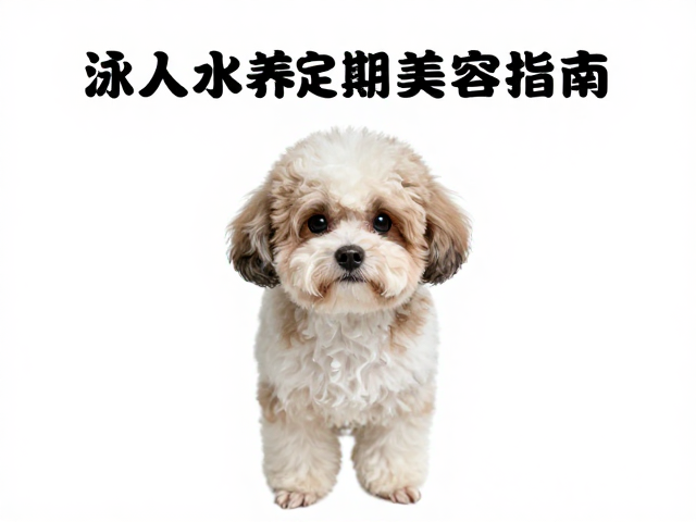 游泳达人必养,爱玩水狗定期美容指南