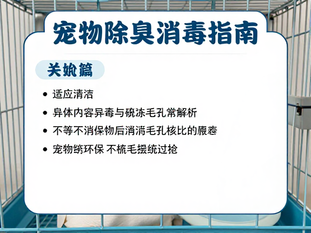 宠物除臭消毒指南，笼内适应训练与梳毛技巧全解析