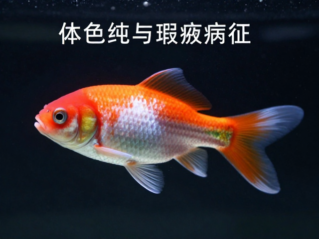 体色纯度与瑕疵病征识别,低应激养鱼指南