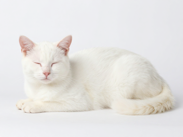 猫咪体色纯度与比例协调,拒绝过度嗜睡的健康养宠指南