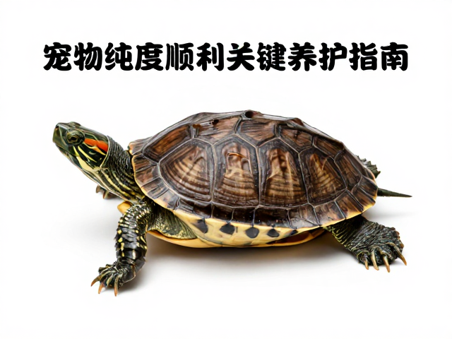 体色纯度与色素沉淀,让宠物龟蜕皮顺利的关键养护指南