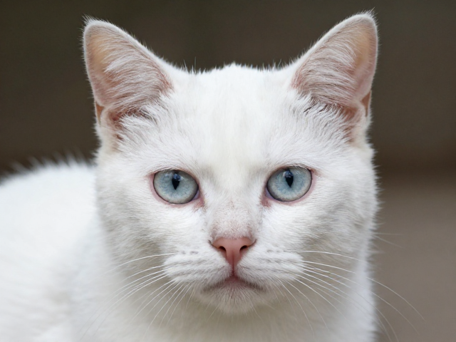 猫体色纯度与瞳孔形状,环境适应能力大揭秘