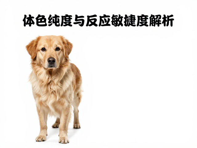 体色纯度与反应敏捷度解析,宠物老化痕迹识别指南