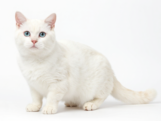 猫体色纯度与虹膜颜色均匀度，触诊评估健康看这里