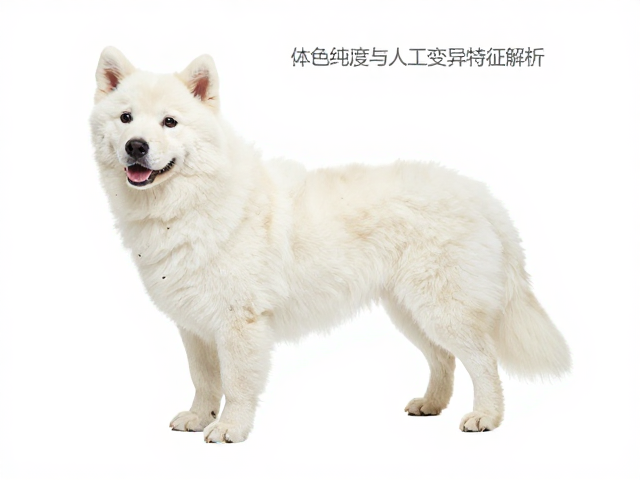 体色纯度与人工变异特征解析,专业兽医咨询指南
