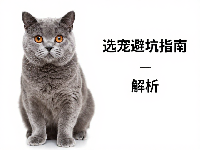 人工繁育蓝猫体色纯度与眼球光泽度解析,选宠避坑指南