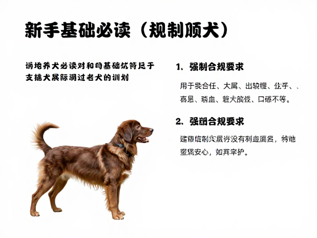 新手养犬必读,如何通过基础训练与犬展规划,成为优秀饲养人群