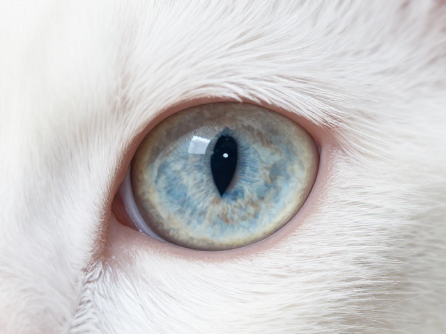 猫咪体色纯度与瞳孔形态,如何通过灵敏反应判断健康品种
