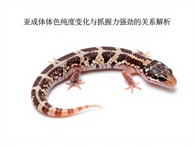 爬宠科普,亚成体体色纯度变化与抓握力强劲的关系解析